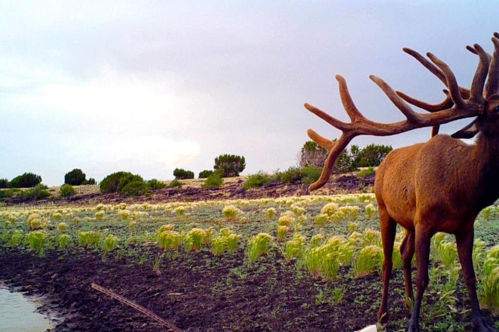 Broken Spur Ranch, Off Gridoasis#Stargazing Valle Exterior foto